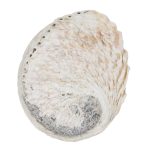 ABALONE SHELL 5″-5.5″