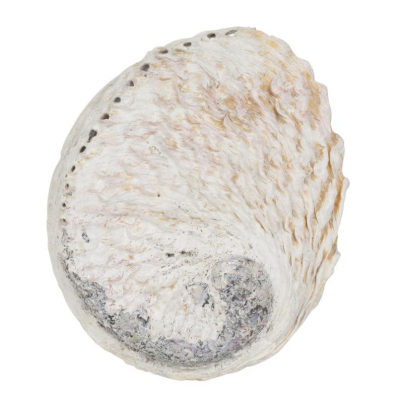 ABALONE SHELL 5″-5.5″