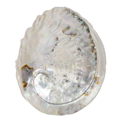 ABALONE SHELL 5″-5.5″
