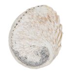 Abalone Shell – 3.5″ – 5″
